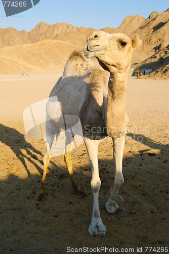 Image of funny camel