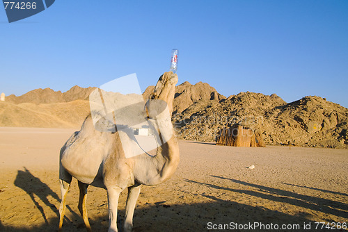 Image of funny camel