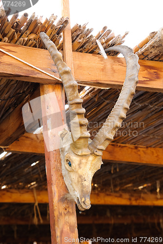 Image of scull of mountain goat