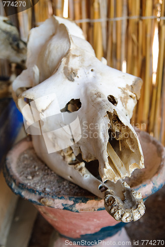 Image of camel scull