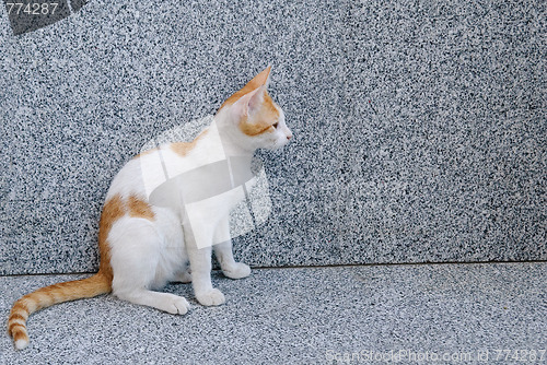 Image of red white sitting cat