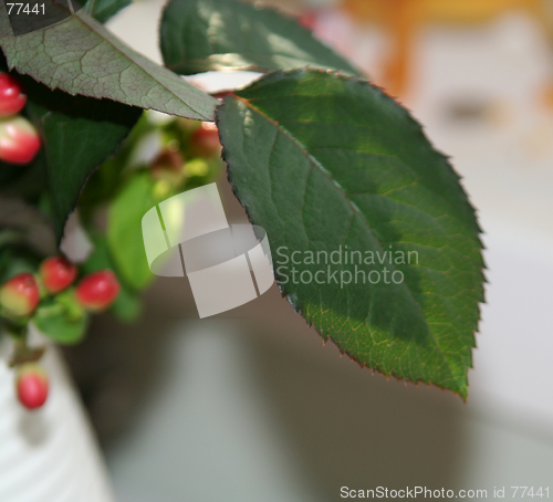 Image of Rose leaf