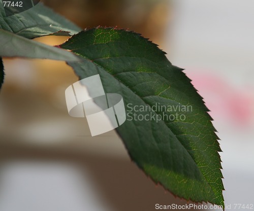 Image of Rose leaf