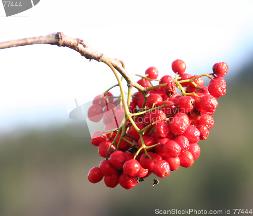 Image of Berries