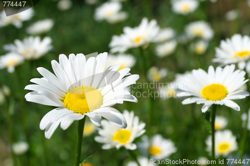 Image of Daisy