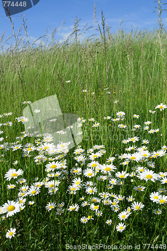 Image of Daisies.