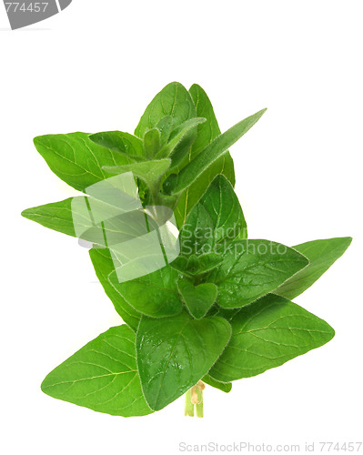 Image of Oregano