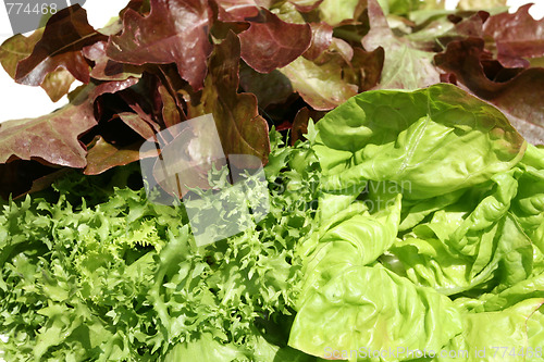 Image of Lettuce.