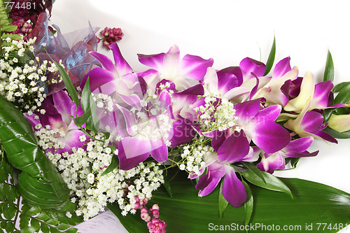 Image of Orchid
