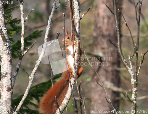 Image of Squirrel