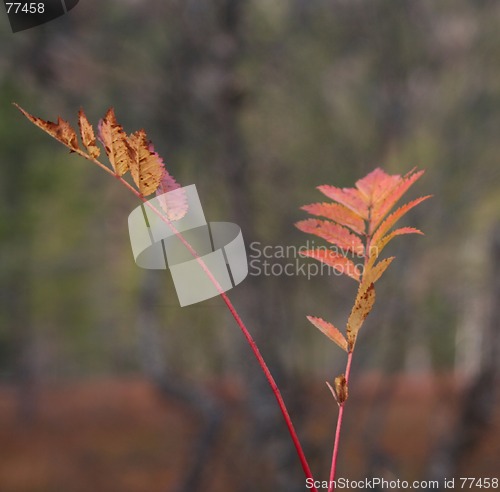 Image of Autumn leafs