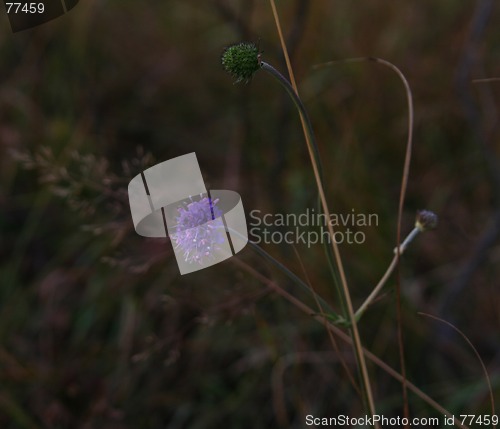 Image of Purple flower