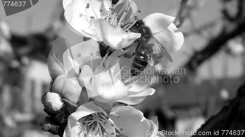 Image of Bee fetching nectar from flower