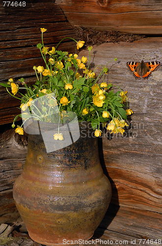 Image of Hungerweeds In Ceramic Flowerpot And Butterfly