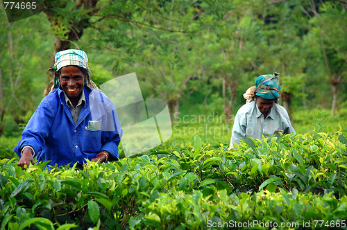 Image of Tea Pickers At The Tea Plantation