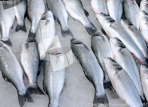 Image of Fresh Fish On Ice