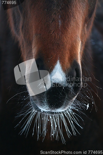 Image of Close-up of horse