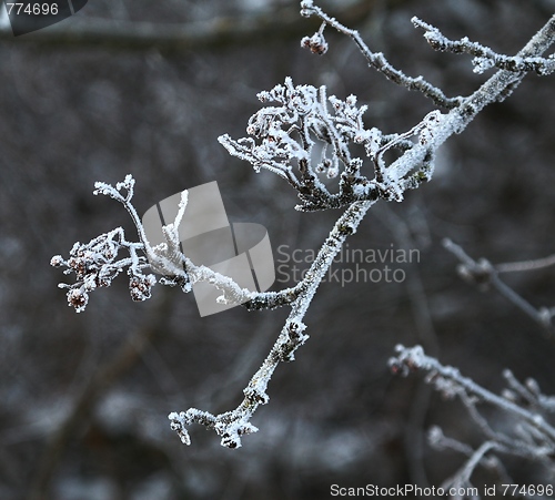 Image of Frozen branch