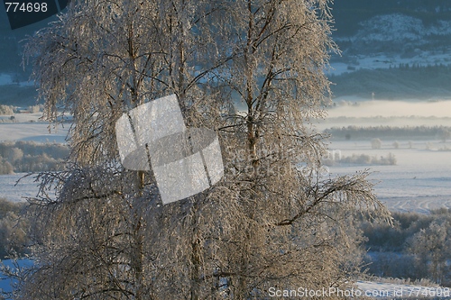 Image of Winter scene