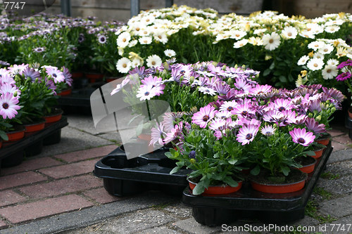 Image of Spanish flowers