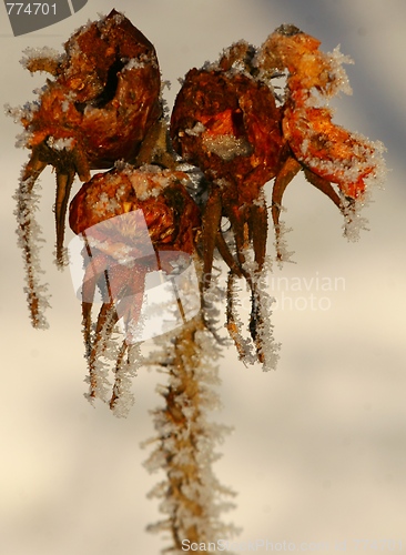 Image of Frozen rose hip