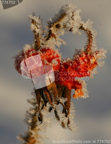 Image of Frozen rose hip