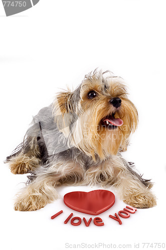 Image of yorkshire terrier with a 3d heart