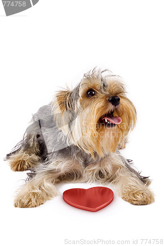 Image of yorkshire terrier with a 3d heart