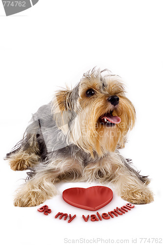 Image of yorkshire terrier 