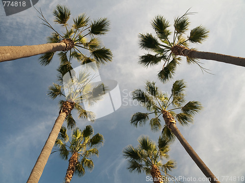 Image of Palm trees