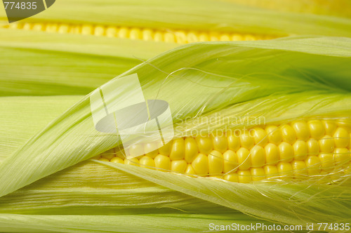 Image of fresh corn background