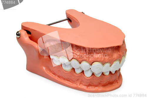 Image of Teeth model