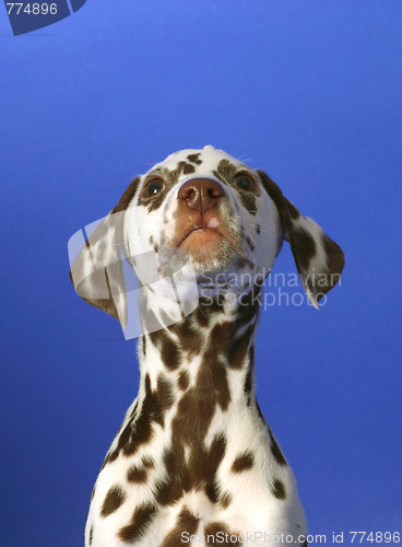 Image of Dalmation