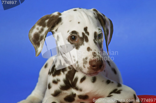 Image of Dalmation