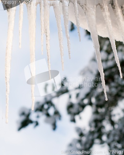 Image of Dripping icicle