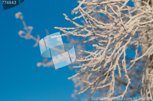 Image of Frozen bush