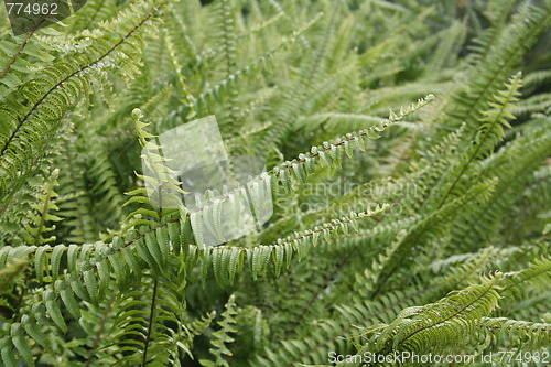 Image of Hawaii Ferns Closeup