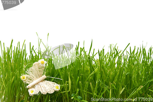 Image of Butterfly