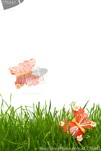 Image of Butterfly