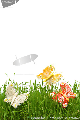 Image of Butterfly