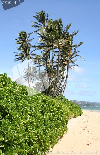 Image of Oahu Hawaii Shore Plants