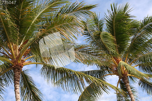 Image of Palm Trees Closeup