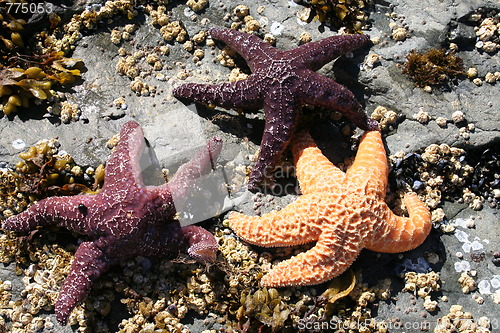 Image of Three Starfish