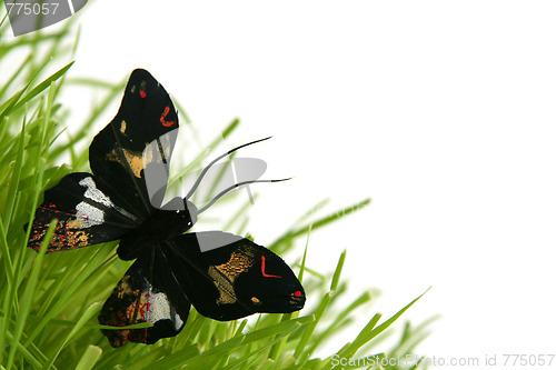 Image of Black butterfly