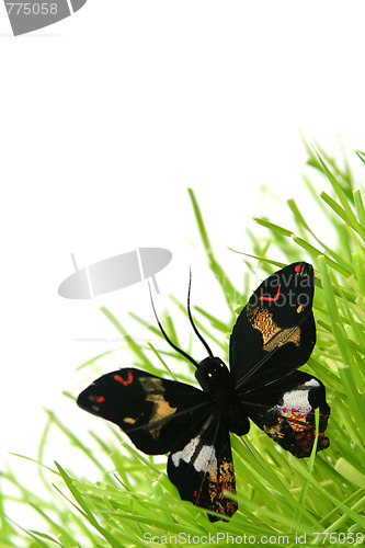 Image of Black butterfly