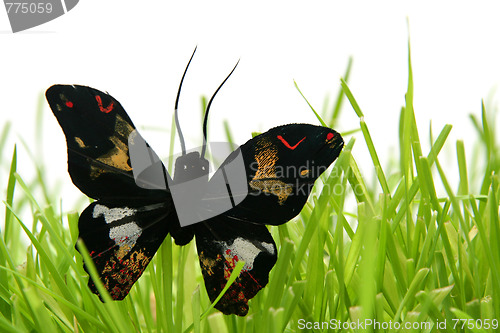 Image of Black butterfly