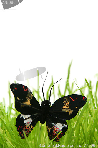Image of Black butterfly