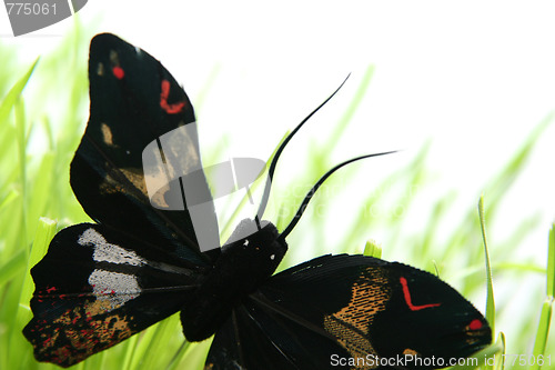 Image of Black butterfly