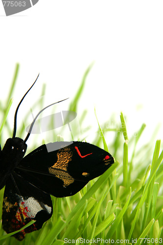 Image of Black butterfly