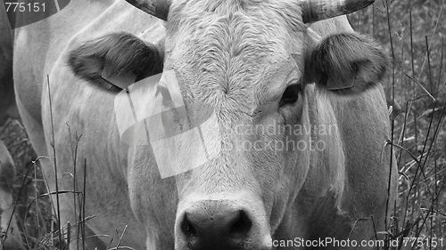 Image of Cow cattle